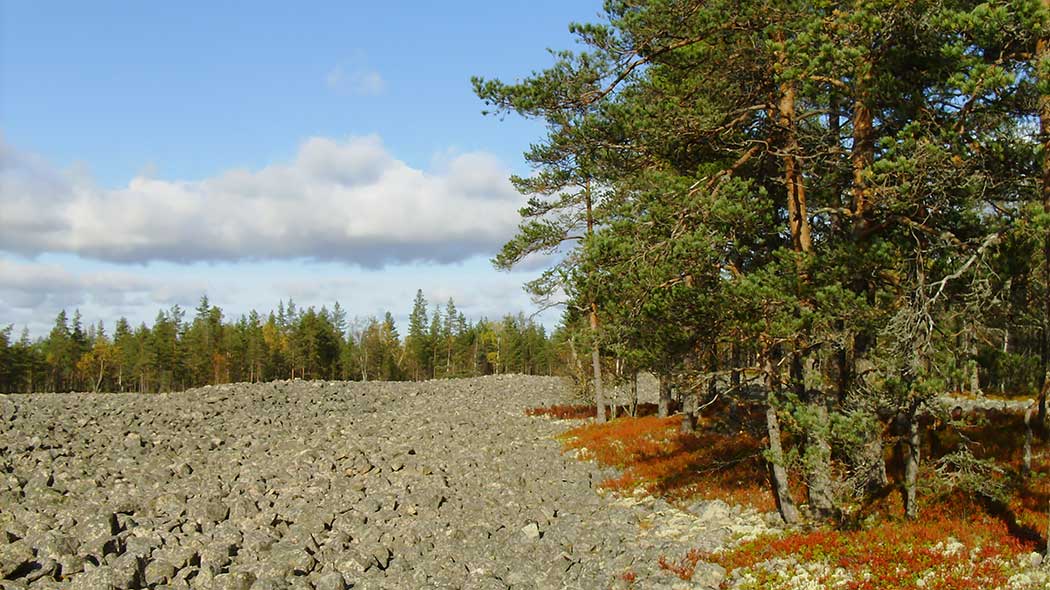 Laaja kivikko, reunoilla metsää