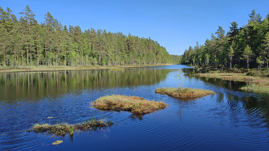En sjö som är kantas av kärrmark och skog.