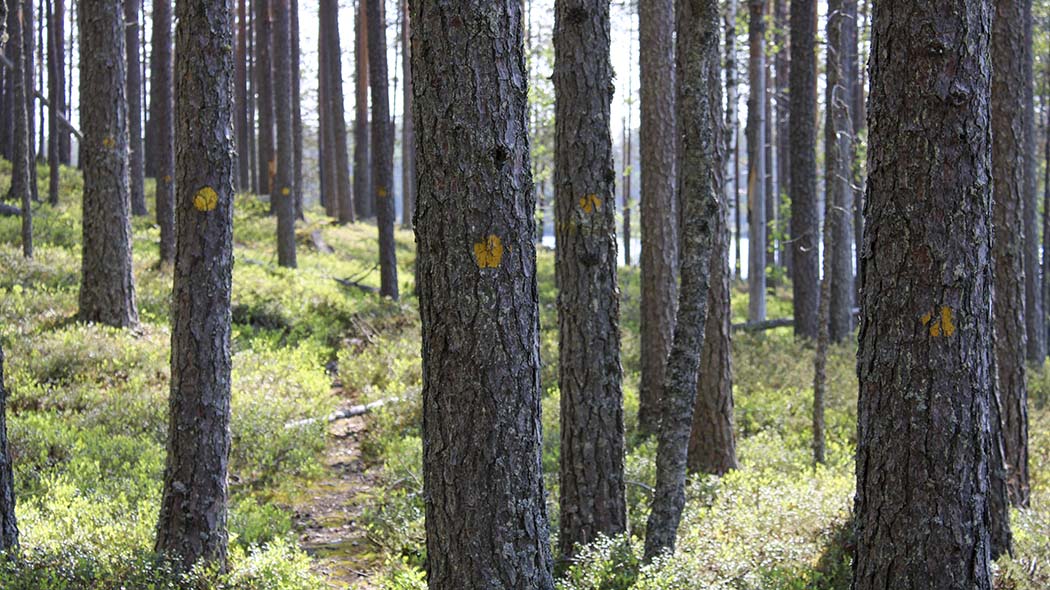 Saarijärven reitit 